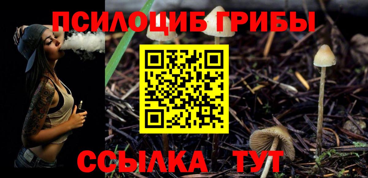 Псилоцибиновые грибы Psilocybe Находка